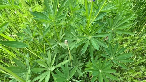 Nice view of the vegetation in the forest Stock Footage 155841360