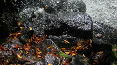 Nice view of the waterfall. Water falls on stones. Rainbow and autumn leaves. 스톡 동영상 164293444