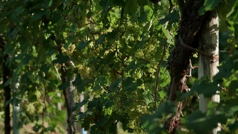 Nice vineyard full of bunch of grapes in Valdobbiadene - 4k Stock Footage 115833919