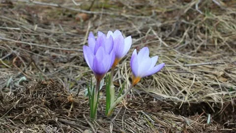 Nice violet crocus 스톡 동영상 10897195