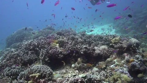 Nice violet fish under the coral sunny day in Apo iskand Philippines Video stock 89653164