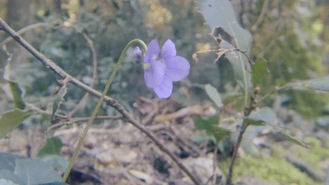 A nice violet flower close up Stock Footage 103473249