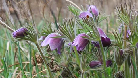 Nice violet flowers Stock Footage 10897250