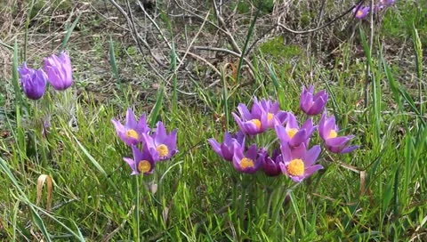Nice violet flowers in a forest Stock Footage 10897390