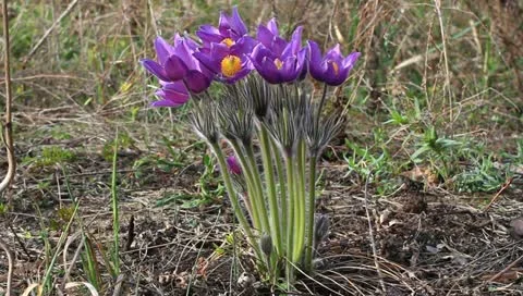 Nice violet flowers in a forest Stock Footage 10897818
