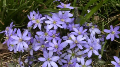 Nice violet flowers in spring Stock Footage 22744358