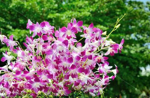 Nice violet orchid decoration Stock Photos