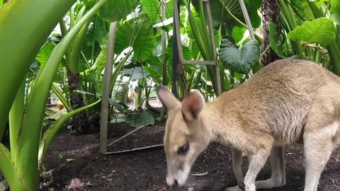 Nice wallaby licking the camera in the queensland zoo Stock Footage 69872813