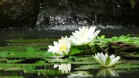 Nice water lilies Stock Footage 72469653