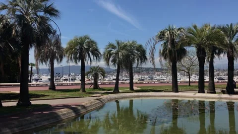 Nice Waterfront View Through Palm Trees Stock Footage 315646660