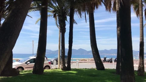 Nice Waterfront View Through Palm Trees Stock Footage 315646677