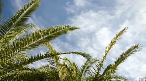 Nice Weather under Palm Trees Timelapse Stock Footage 11017863