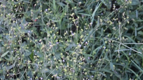 Nice Weeds 스톡 동영상 333817397