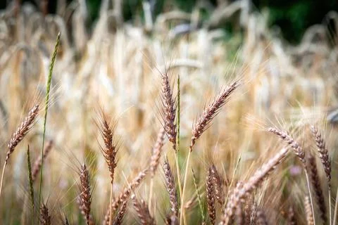 Nice wheat in the countryside Stock Photos