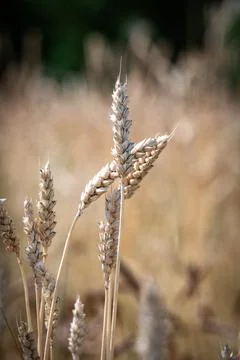 Nice wheat in the countryside Stock Photos
