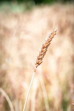 Nice wheat in the countryside Foto stock