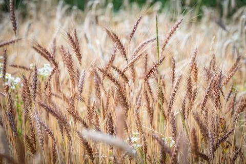 Nice wheat in the countryside Stock Photos
