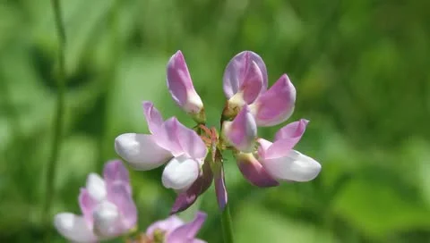 Nice white and pink flower Video stock 11205798