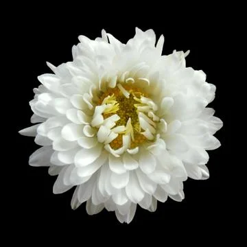 Nice white aster flower isolated on a black background Stock Photos