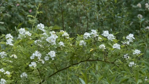 Nice white blossom Video stock 103165930