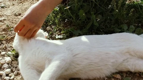 A Nice White Cat is Brushed Over the Fur. a White Cat is Lying, it is Stroked Stock Footage 74739660