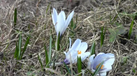 Nice white crocuses in spring Stock Footage 22744371