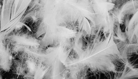 Nice white duck feathers. background or texture Stock Photos
