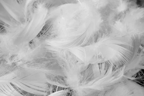 Nice white duck feathers. background or texture Stock Photos