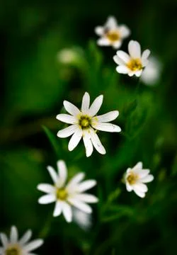 Nice white flowers Stock Photos