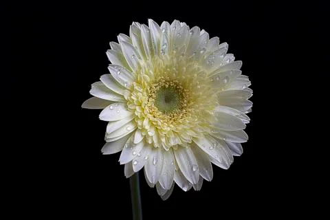 Nice white gerber close up Foto stock