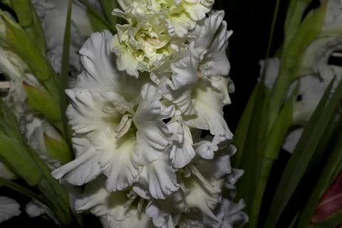 Nice white gladiola Stock Photos