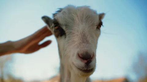 Nice white goat looking at camera. Hand of young Caucasian woman with awesome Stock Footage 91105976