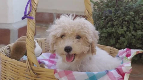 Nice white poddle dog Stock Footage 45729903