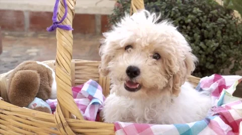 Nice white poodle dog Stock Footage 45729768