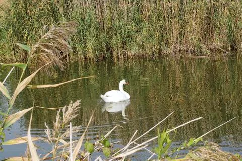 Nice white swans Stock-Fotos