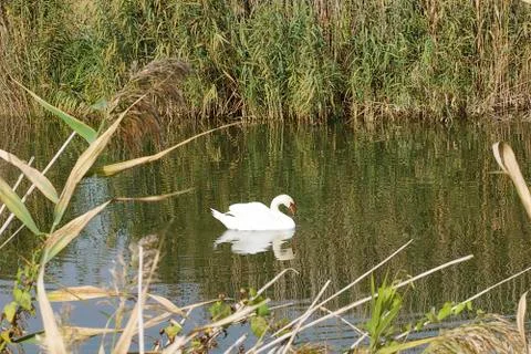 Nice white swans Stock Photos
