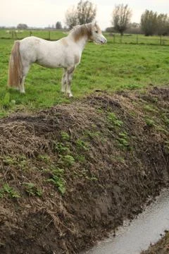 Nice white welsh pony next to water canal Stock Photos