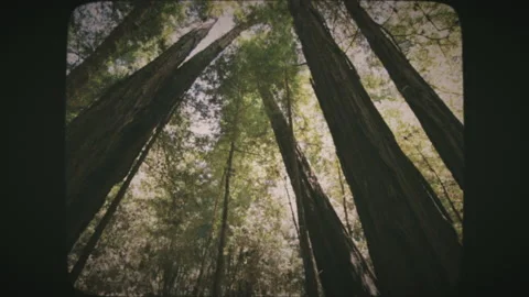 Nice wide angle shot looking up through majestic tall redwood trees Stock Footage 136731983