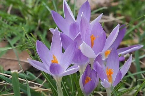 A nice wild crocus flower in the spring Stock Photos