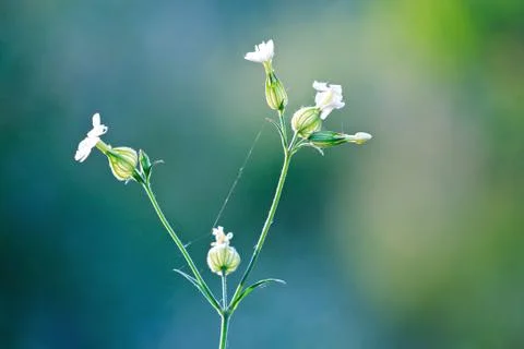 Nice wild flowers in back-light Stock Photos