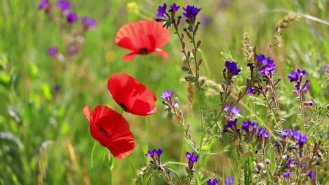 Nice wild flowers Video stock 80085331
