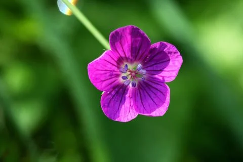 Nice Wildflower Stock Photos