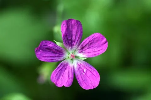 Nice Wildflower Stock Photos