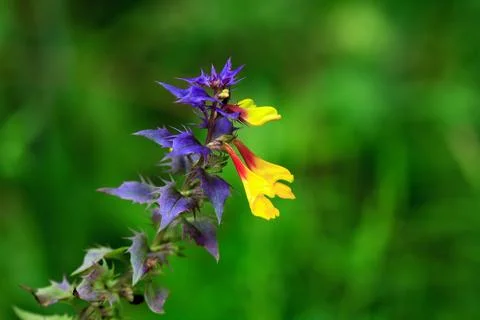 Nice Wildflower Stock Photos