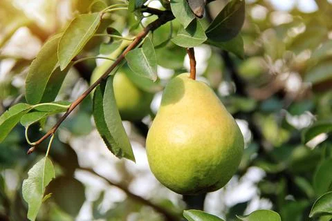 Nice William Pear on Tree Branch Stock Photos