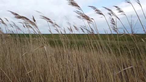 Nice windy day on the baltic sea shore in Germany Stock Footage 112919997