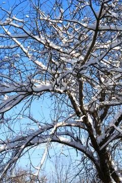 Nice Winter Background Stock Photos