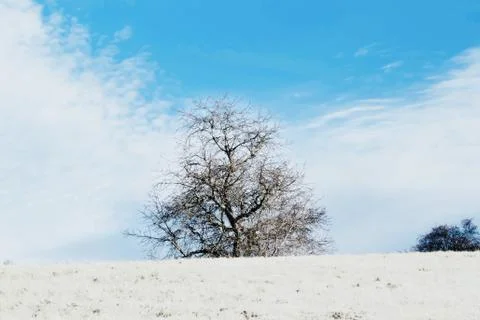 Nice winter landscape with trees and blue sky Stock Photos