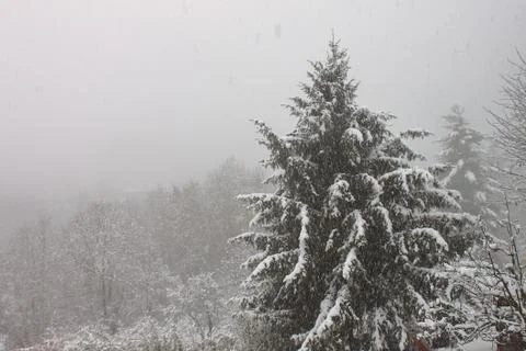 A nice winter snowfall over a mountain pine Stock Photos