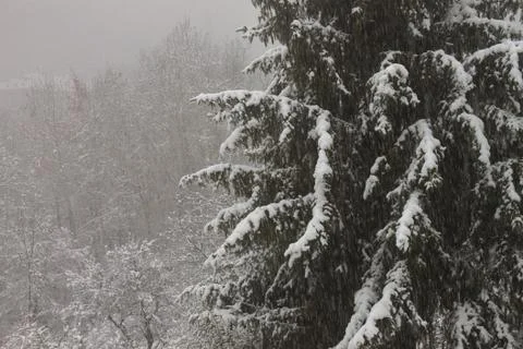 A nice winter snowfall over a mountain pine Stock Photos